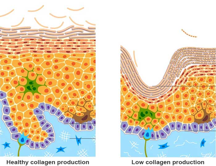 skins-collagen-production